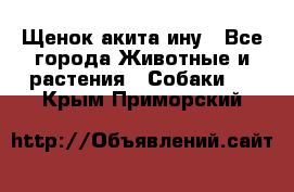 Щенок акита ину - Все города Животные и растения » Собаки   . Крым,Приморский